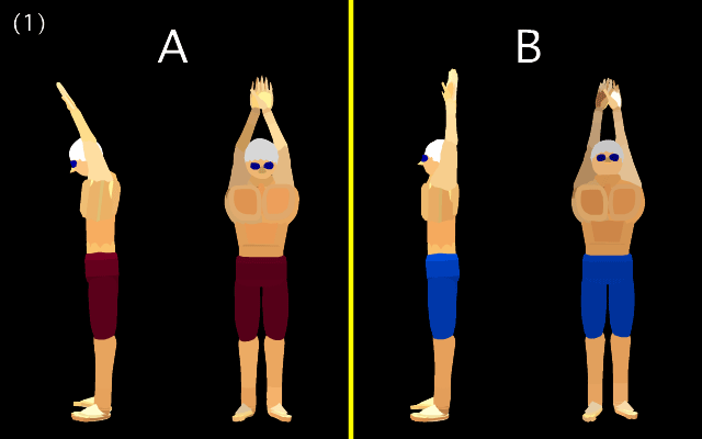 バタフライのイラスト①一般男性とアスリートの柔軟性の違い