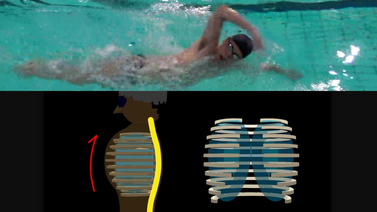 クロール 楽に泳ぐための息継ぎの量 初級者 上級者向け Swimming Jp クロール 楽に泳ぐための息継ぎの量 初級者 上級者向け Swimming Jp